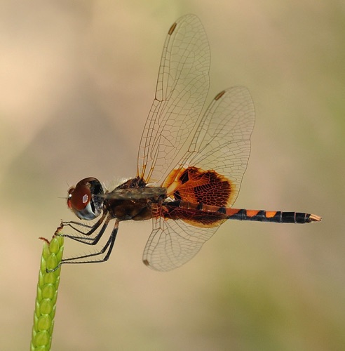 Male
2009_08_09_FL